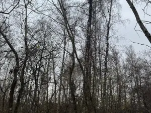 Prodej lesa, Moravský Písek, 4838 m2