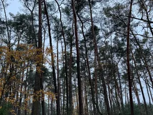 Prodej podílu lesa, Poříčany, 7349 m2