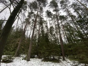 Prodej lesa, Veliny, 16002 m2