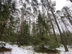 Prodej lesa, Veliny, 16002 m2