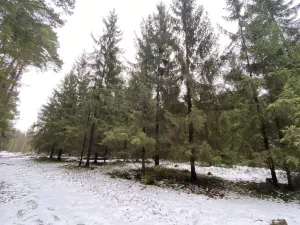 Prodej lesa, Veliny, 16002 m2