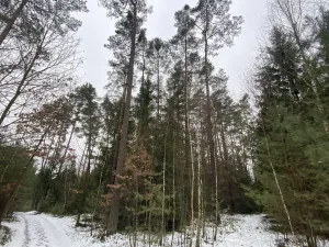 Prodej lesa, Veliny, 16002 m2