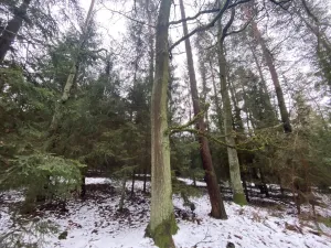 Prodej lesa, Veliny, 16002 m2