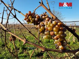 Prodej pole, Velké Bílovice, 7286 m2