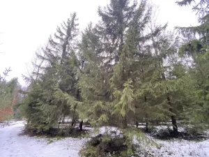 Prodej lesa, Veliny, 4431 m2