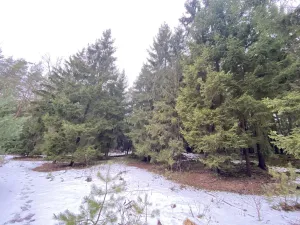 Prodej lesa, Veliny, 4431 m2