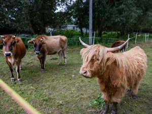 Prodej chaty, Litíč, 60 m2