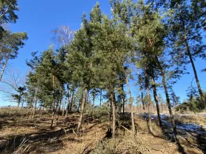 Prodej lesa, Veliny, 882 m2