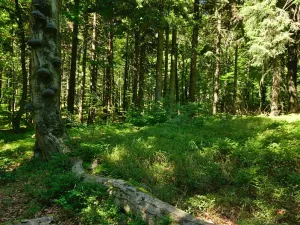 Prodej lesa, Volenice, 84000 m2