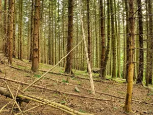 Prodej lesa, Lišany, 5889 m2