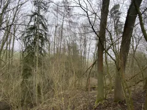 Prodej lesa, Městečko Trnávka - Lázy, 856 m2