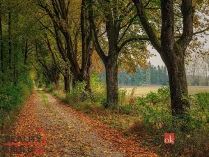 Prodej pozemku pro bydlení, Čavisov, 689 m2