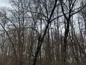 Prodej lesa, Čejkovice, 8895 m2