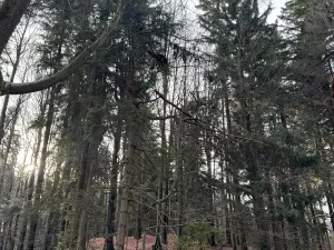 Prodej podílu lesa, Halenkov, 1840 m2