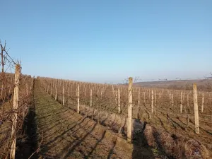 Prodej sadu/vinice, Novosedly, 10093 m2