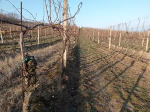 Prodej sadu/vinice, Novosedly, 10093 m2