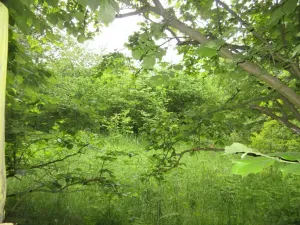 Prodej pozemku, Čížová, 2006 m2