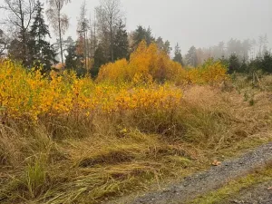 Prodej podílu lesa, Úboč, 4513 m2