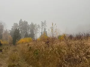 Prodej podílu lesa, Úboč, 4513 m2