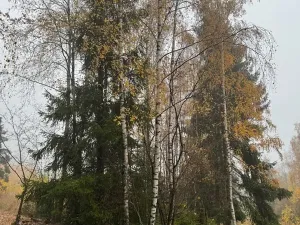 Prodej podílu lesa, Úboč, 4513 m2