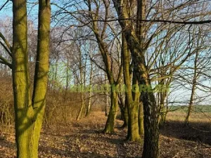 Prodej lesa, Jistebník, 5452 m2