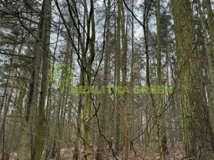 Prodej lesa, Konice, 10385 m2