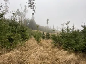 Prodej lesa, Městečko Trnávka - Lázy, 6313 m2