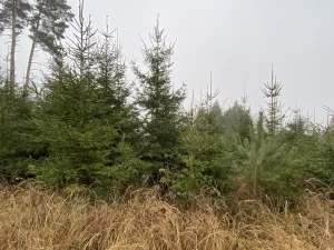 Prodej lesa, Městečko Trnávka - Lázy, 6313 m2