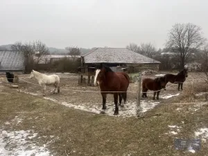 Prodej pole, Pavlov, 2000000 m2