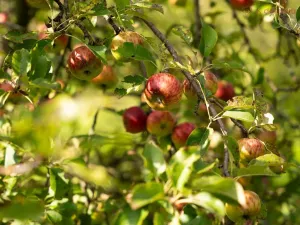 Prodej chaty, Kunovice, Ve Strhanci, 47 m2