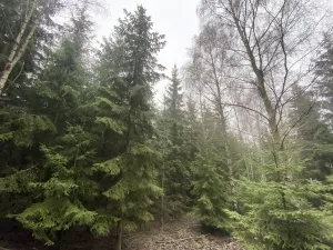 Prodej lesa, Městečko Trnávka - Lázy, 32904 m2