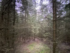 Prodej lesa, Městečko Trnávka - Lázy, 32904 m2