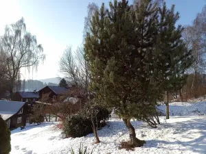 Prodej - jiné, Desná, Sokolská, 18 m2