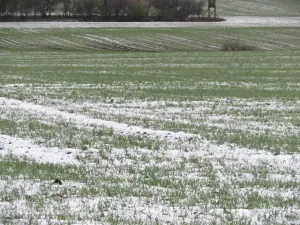 Dražba louky, Chotěšice, 11382 m2