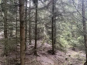 Prodej lesa, Městečko Trnávka - Lázy, 32904 m2