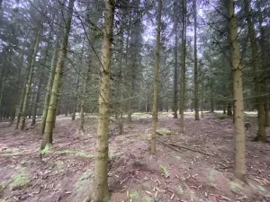 Prodej lesa, Městečko Trnávka - Lázy, 32904 m2