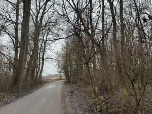 Prodej podílu lesa, Mutěnice, 1819 m2