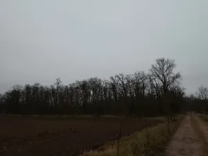 Prodej lesa, Mutěnice, 5100 m2