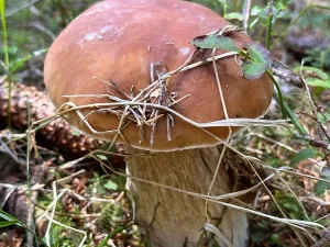 Prodej bytu 2+kk, Janov nad Nisou - Hrabětice, 47 m2