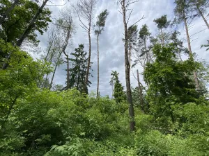 Prodej lesa, Blížejov - Lštění, 4481 m2