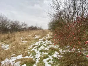 Prodej zahrady, Cholina, 850 m2