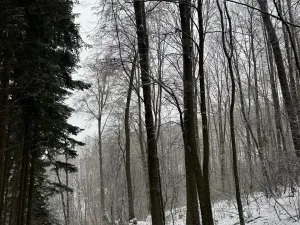 Prodej lesa, Velké Losiny, 7690 m2