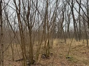 Prodej podílu lesa, Lesonice, 1518 m2