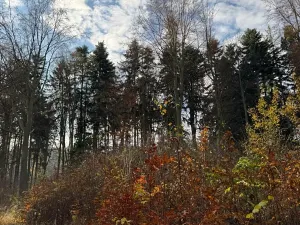 Prodej lesa, Ludmírov, 9585 m2