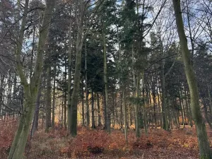 Prodej lesa, Ludmírov, 9585 m2