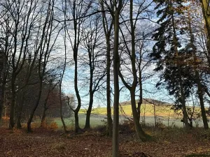 Prodej lesa, Ludmírov, 9585 m2