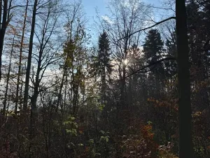 Prodej lesa, Ludmírov, 9585 m2