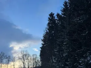 Prodej lesa, Lužany, 2098 m2