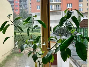 Pronájem bytu 1+kk, Praha - Košíře, Vrchlického, 20 m2