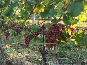 Prodej pozemku, Mutěnice, 3399 m2